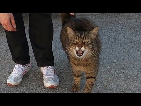 Die schnellste miauende katze aller zeiten greift jede katze an, die sich mir nähert