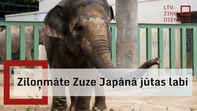 Zilonīte Zuze Japānā saprot latviešu valodas vārdu “nāc!”