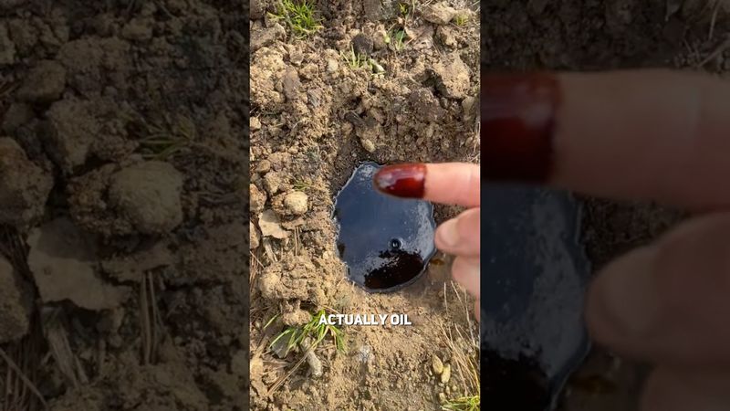 What to Do If You Find Oil.