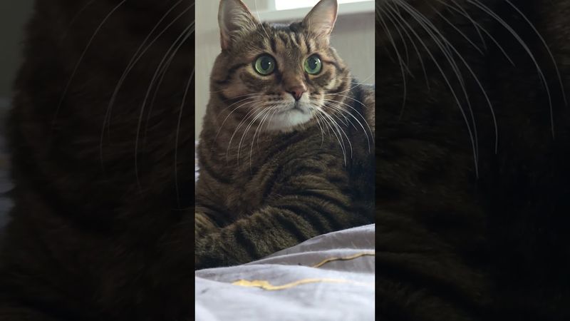 Подкова 🐎🤔😻🤣 #cat #кот #юмор #котушка #приколы #позитив #популярное #цитаты