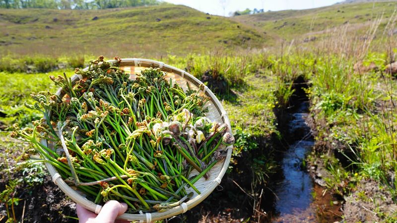 山菜が無限に採れる天国を見つけてしまいました。