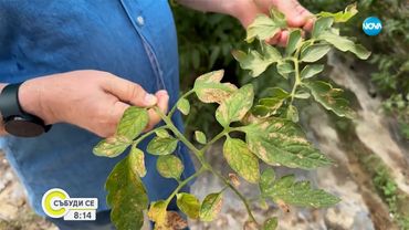 Молец унищожава доматите, реколтата от зеленчуци е застрашена - Събуди се...(20.07.2025)