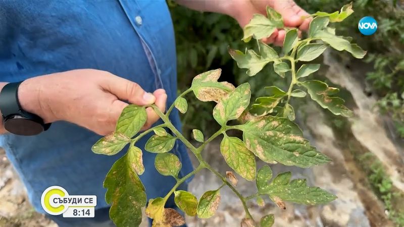 Молец унищожава доматите, реколтата от зеленчуци е застрашена - Събуди се...(20.07.2025)