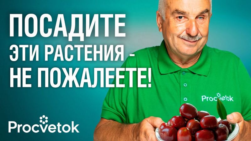 НИКТО НЕ САЖАЕТ ЭТИ РАСТЕНИЯ, А ЗРЯ! Их плоды обладают невероятным вкусом и пользой