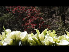 Arum lily blossom galore at wildfilmsindia in the Himalaya, with backdrop of Rhododendron blooms