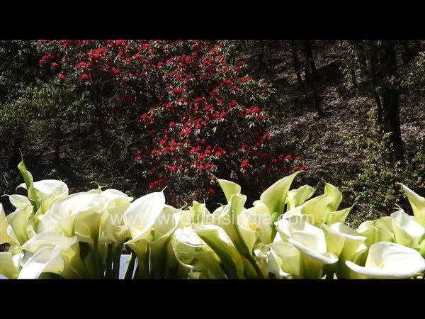 Arum lily blossom galore at wildfilmsindia in the Himalaya, with backdrop of Rhododendron blooms