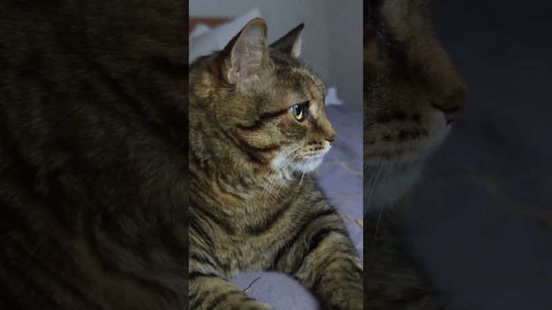 Фраза 💃🙀😤🤣 #cat #кот #котушка #юмор #приколы #цитаты