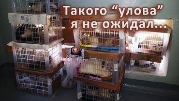 Внеочередной неожиданный "улов"