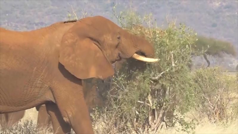 Кунжут и пчёлы: способы защититься от слонов ищут фермеры в Кении