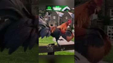 Осознание каждого отца 😁 Кролик Питер (2017)