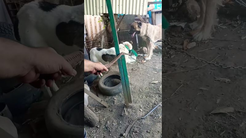 #вязка Алабая с гампром (армянской Алабай)