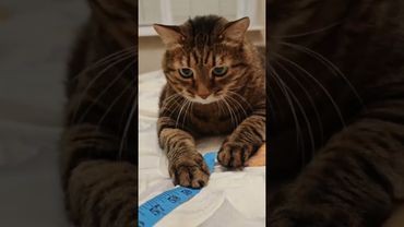 Помню в детстве 🤔😺😉🤣 #cat #кот #юмор #котушка #приколы #цитаты #смех