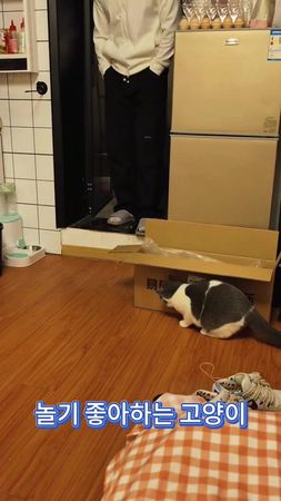 놀기 좋아하는 고양이.#고양이 #kitten 