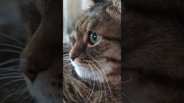 Учите людей 🙀🤔😉🤣 #cat #кот #юмор #котушка #приколы #цитаты