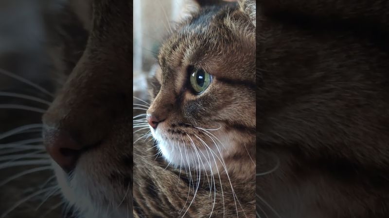 Учите людей 🙀🤔😉🤣 #cat #кот #юмор #котушка #приколы #цитаты