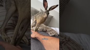 Зайцы и кролики: две похожие, но полностью разные животные #rabbit #hare #кролики