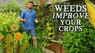 Почему Я Перестал Пропалывать Огород | ЛУЧШИЙ Совет По Борьбе с Сорняками