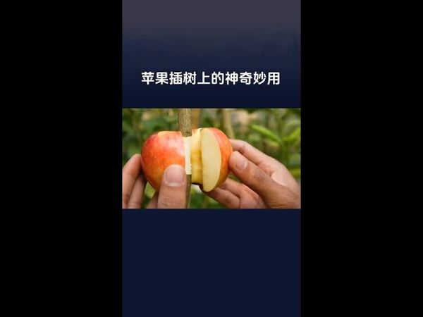 #知识播种计划 #技能速成宝典 把苹果插在树上的神奇妙用