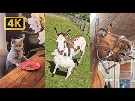 1 Hour of Viral Animal Videos | FUNNY Pet Shorts