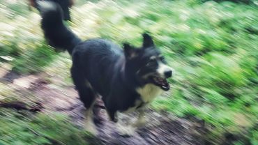 ДТ - 771. Папоротниковая тропа - урок в лесу