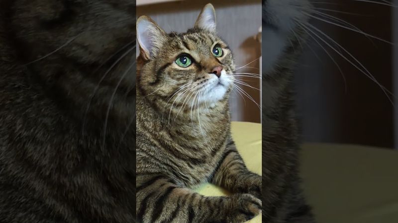 Чайник 🫖🤔🙀🤣 #cat #кот #юмор #котушка #приколы #котик #цитаты