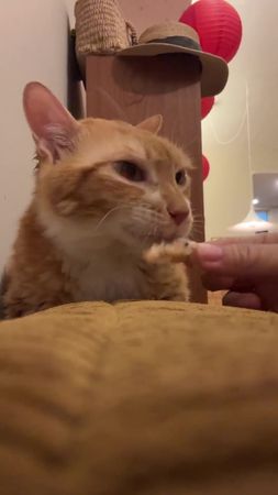 TikTok video #7599835354627099934