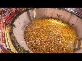 Massive marigold flower filled water body at Kartik Swami Mandir in Malkhi, Uttarakhand