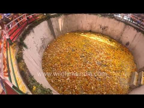 Massive marigold flower filled water body at Kartik Swami Mandir in Malkhi, Uttarakhand