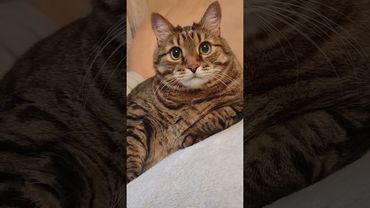 Парадокс 🙀😉🤗🤣 #cat #кот #юмор #котушка #приколы #цитаты