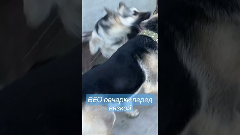 ДЕВОЧКА ХОЧЕТ МАЛЬЧИКА . Овчарки перед вязкой #вязка #собака #dogs #shortvideo #shorts