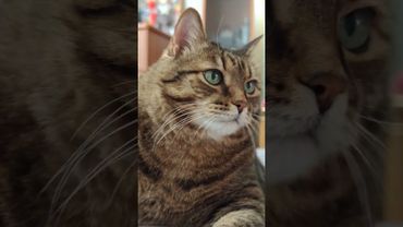 Спорт продлевает 🙀🤔😉🤣#cat #кот #юмор #котушка #приколы #цитаты