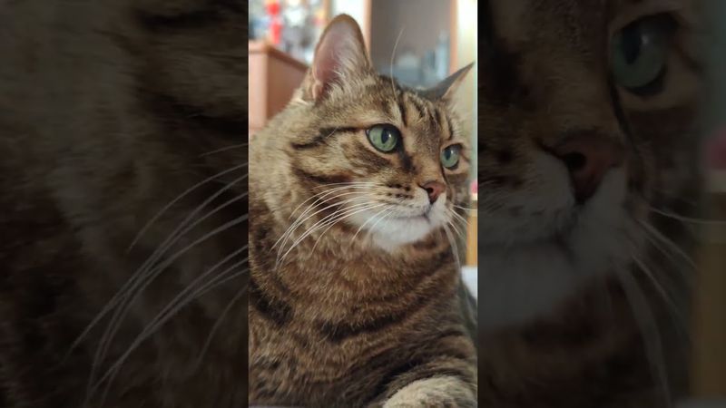 Спорт продлевает 🙀🤔😉🤣#cat #кот #юмор #котушка #приколы #цитаты