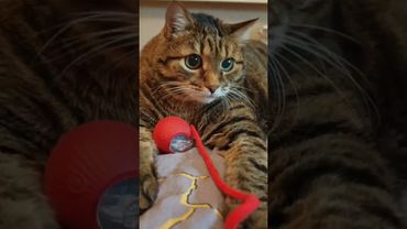 Не партесь 🎂🤔😉🤣 #cat #кот #юмор #котушка #приколы #цитаты