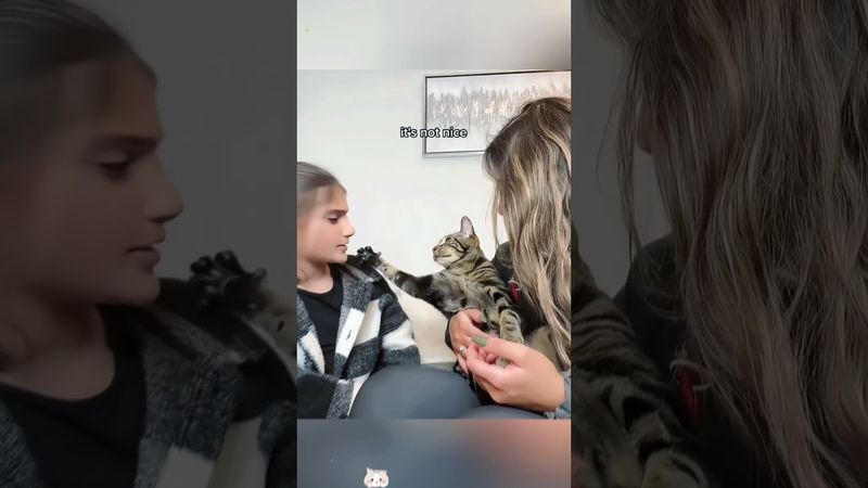 Funny experiences with cats #funny #funnyanimal #youtube #funnypet #cat