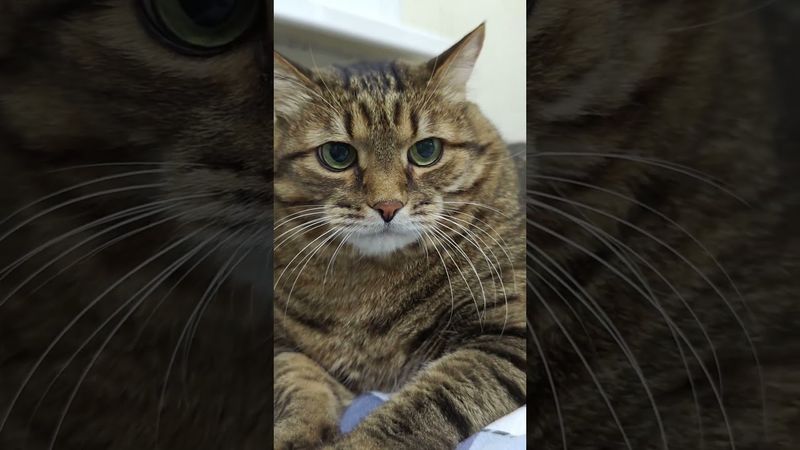 Смеётся последним 😆🙀🤔🤣 #cat #кот #юмор #котушка #приколы #цитаты #смех