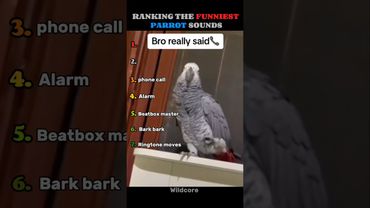 Ranking The Funniest Parrot Sounds 🤣|part2 #funny #parrot #shorts