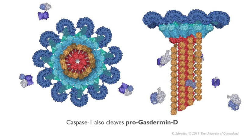 Сигнальный путь инфламмасомы