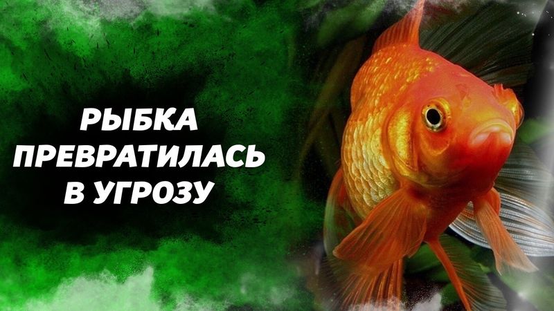 Что случится, если выпустить золотую рыбку в природу