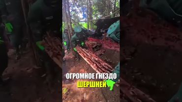 ОГРОМНОЕ ГНЕЗДО ШЕРШНЕЙ