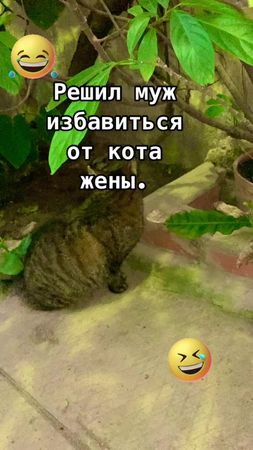 #смешныеприколы #анекдотысмешные #котумный #ботаническийсад