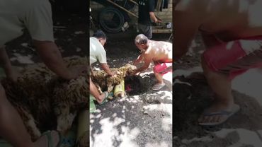 Sembelih kambing pisau sangat tajam