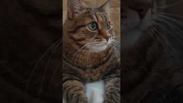 Кто не рискует 🥂🙀😉🤣#cat #кот #юмор #котушка #приколы #цитаты #смех