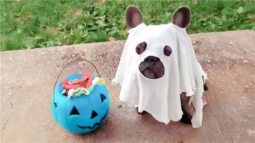 Best HALLOWEEN Pets 🎃 CUTE & Spooky