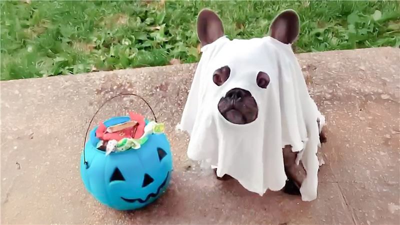 Best HALLOWEEN Pets 🎃 CUTE & Spooky