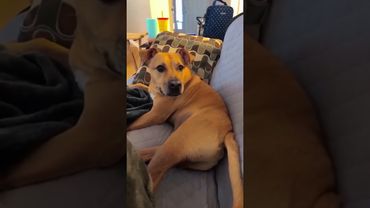 Подпишись если у вас когда-нибудь было такое😅❤️‍🩹 #avatarff #automobile #собакадругчеловека #собак