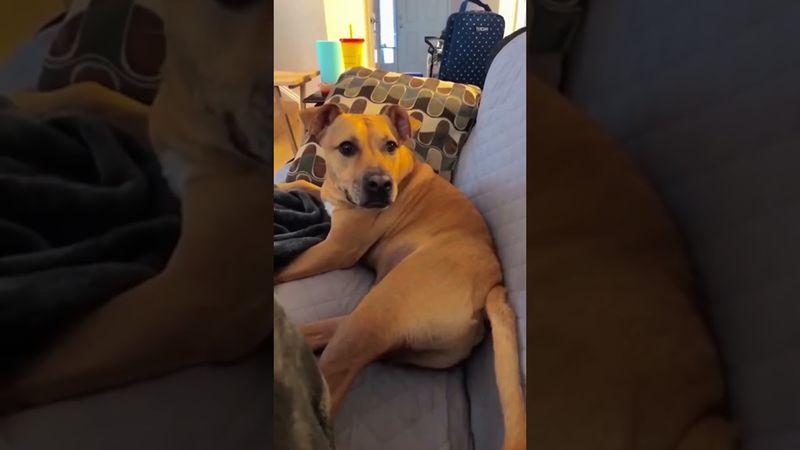 Подпишись если у вас когда-нибудь было такое😅❤️‍🩹 #avatarff #automobile #собакадругчеловека #собак