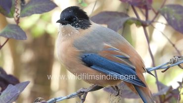 Face speckled with pollen, Rufous Sibia has smart blue wings, rufous body and black cap atop head