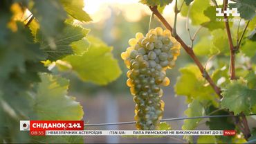 Мій путівник. Коблеве: збір врожаю винограду на світанку та дегустація місцевого вина