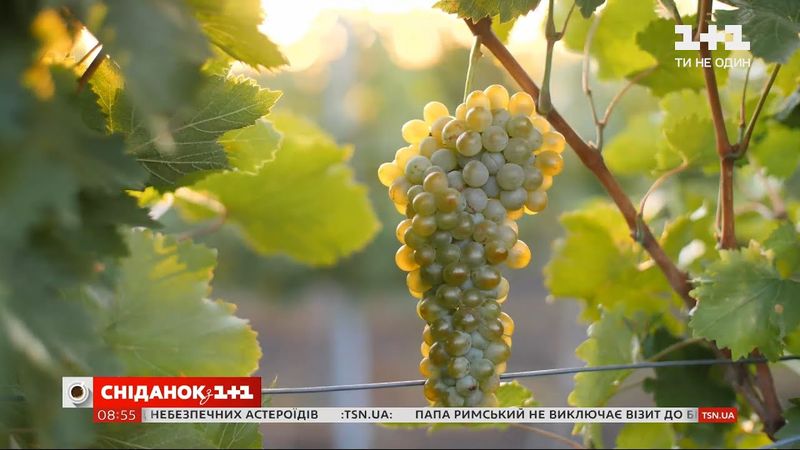 Мой путеводитель. Коблево: сбор урожая винограда на рассвете и дегустация местного вина