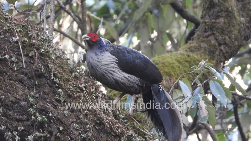 Come night time, and Kalij Pheasants in our forest ascend to upper branches of oak trees to roost